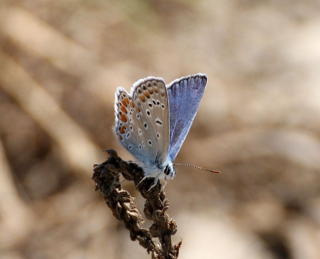 Polyommatus icarus? S